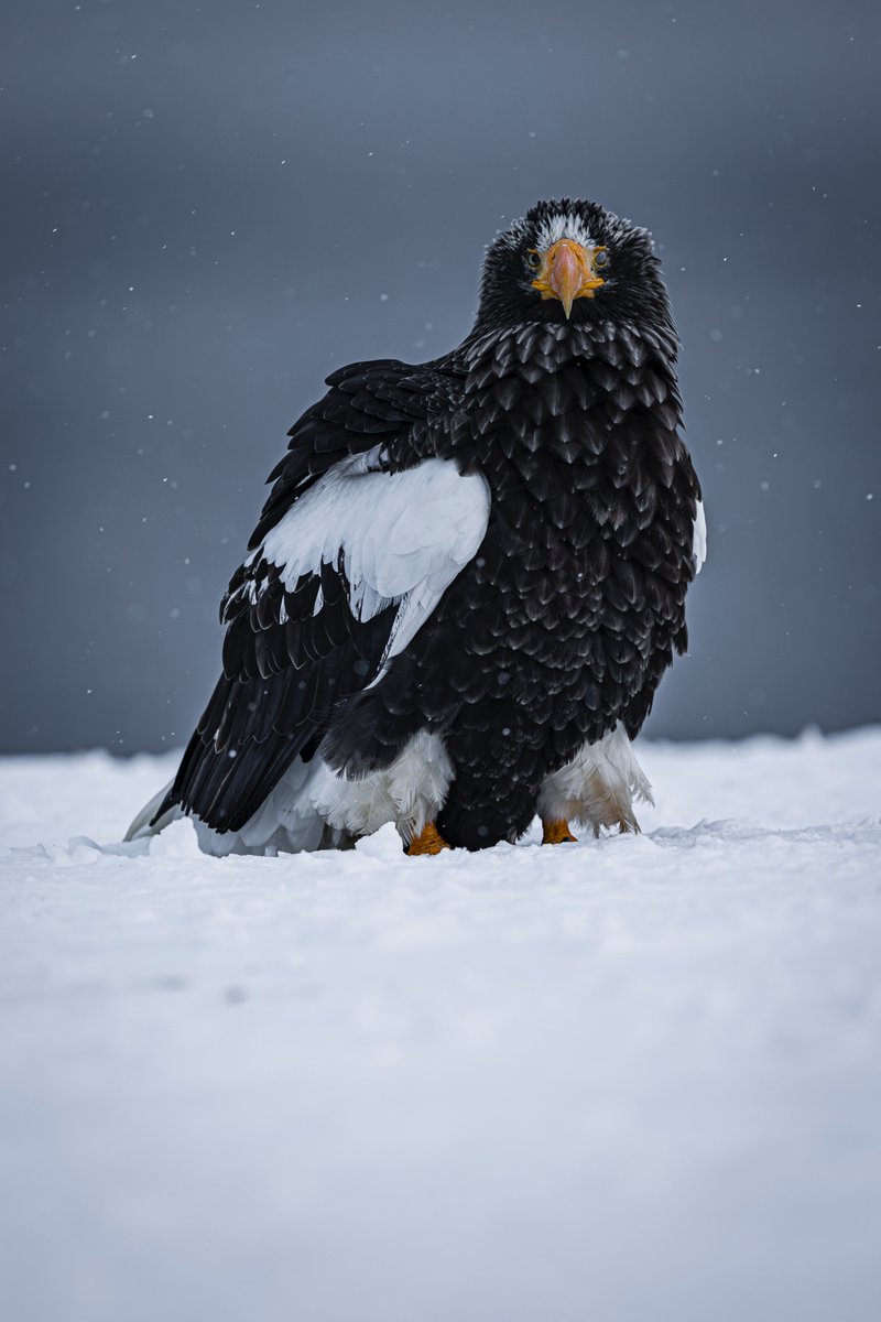 まいる tweet media