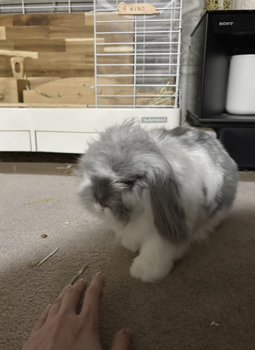 むぅもこ tweet media