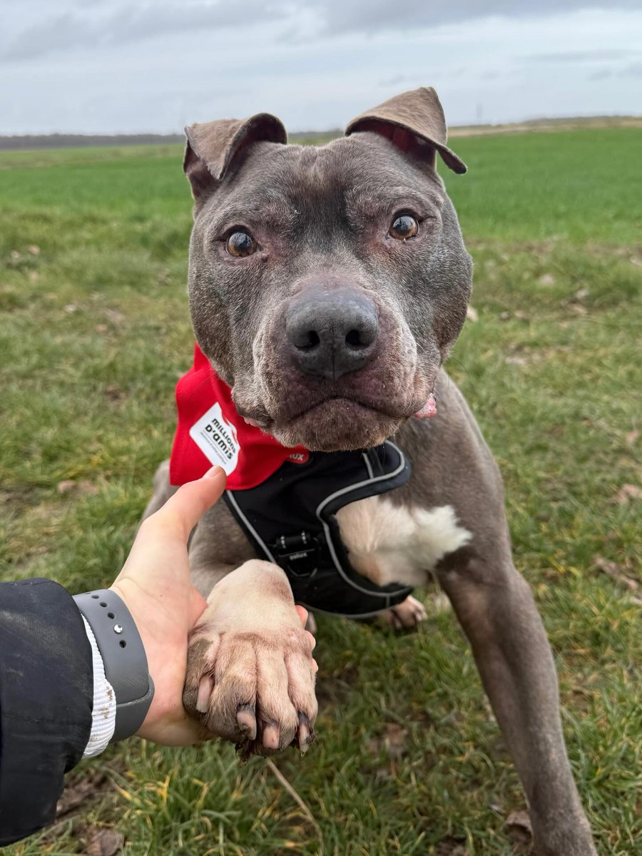 30millionsdamis's tweet photo. 💔Rozen, 12 ans, attend une #AdoptionResponsable depuis bientôt 5 ans.
🐶Ce croisé dogue de 12ans est éligible à l'#OpérationDoyens de la Fondation #30millionsdamis.
🫶Rozen ne demande qu'à vivre une belle retraite au sein d'un foyer qui saura lui offrir calme et amour.
Pour le rencontrer :
Refuge 30 Millions d'Amis de La Tuilerie (77)
☎️01.64.00.15.45 /
📧 latuilerie@30millionsdamis.fr