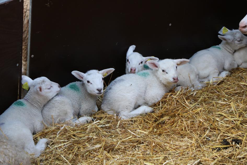 Réussir Pâtre tweet media