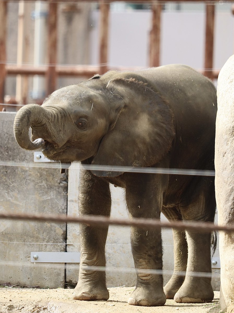 足が長いね🐘

#安佐動物公園　#マルミミゾウ　#アオ
