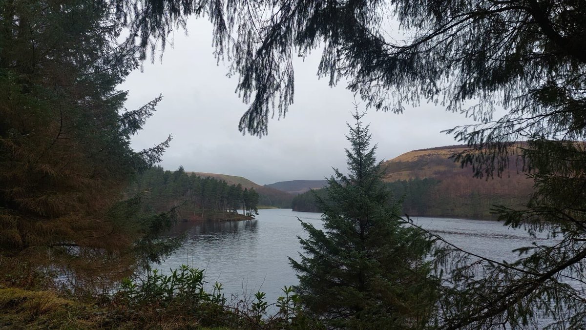 ShefBirdStudyGroup tweet media