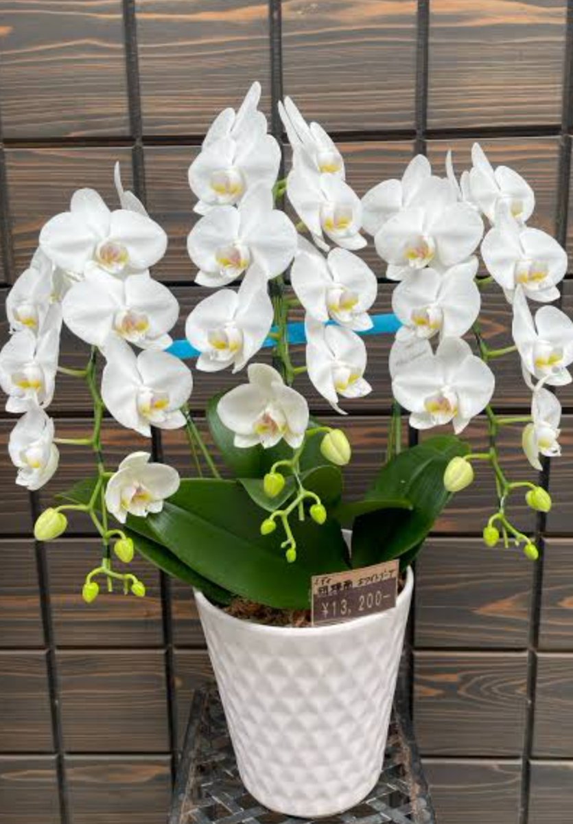 おやすみなさい！(-_-)zzz