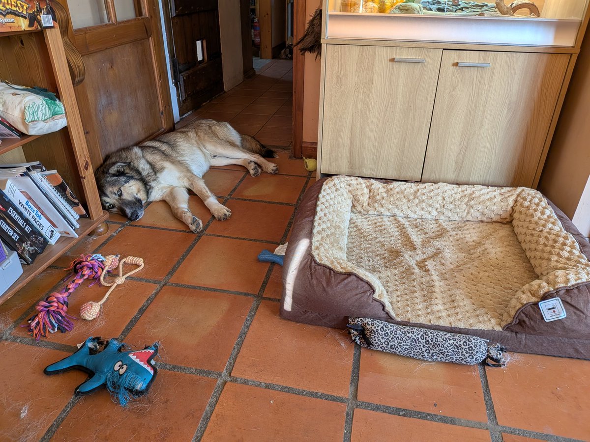 For those who worry that Archie may not have access to comfy beds or soft toys, I promise he has! Whether he uses them is another matter. You can lead a horse to water...