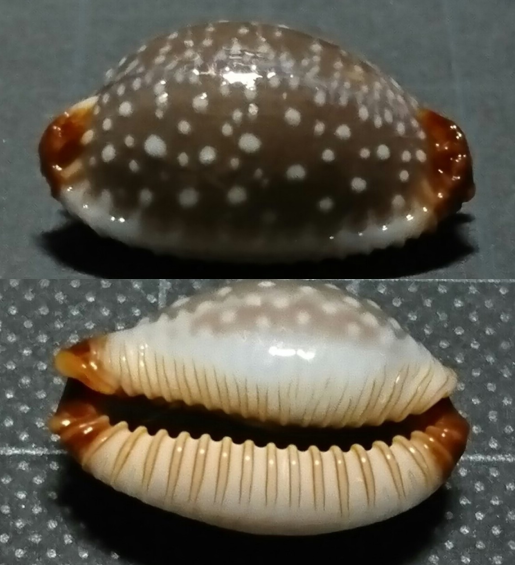 シボリダカラ といいます(^o^) #貝 #貝殻 #標本 #コレクション #タカラガイ