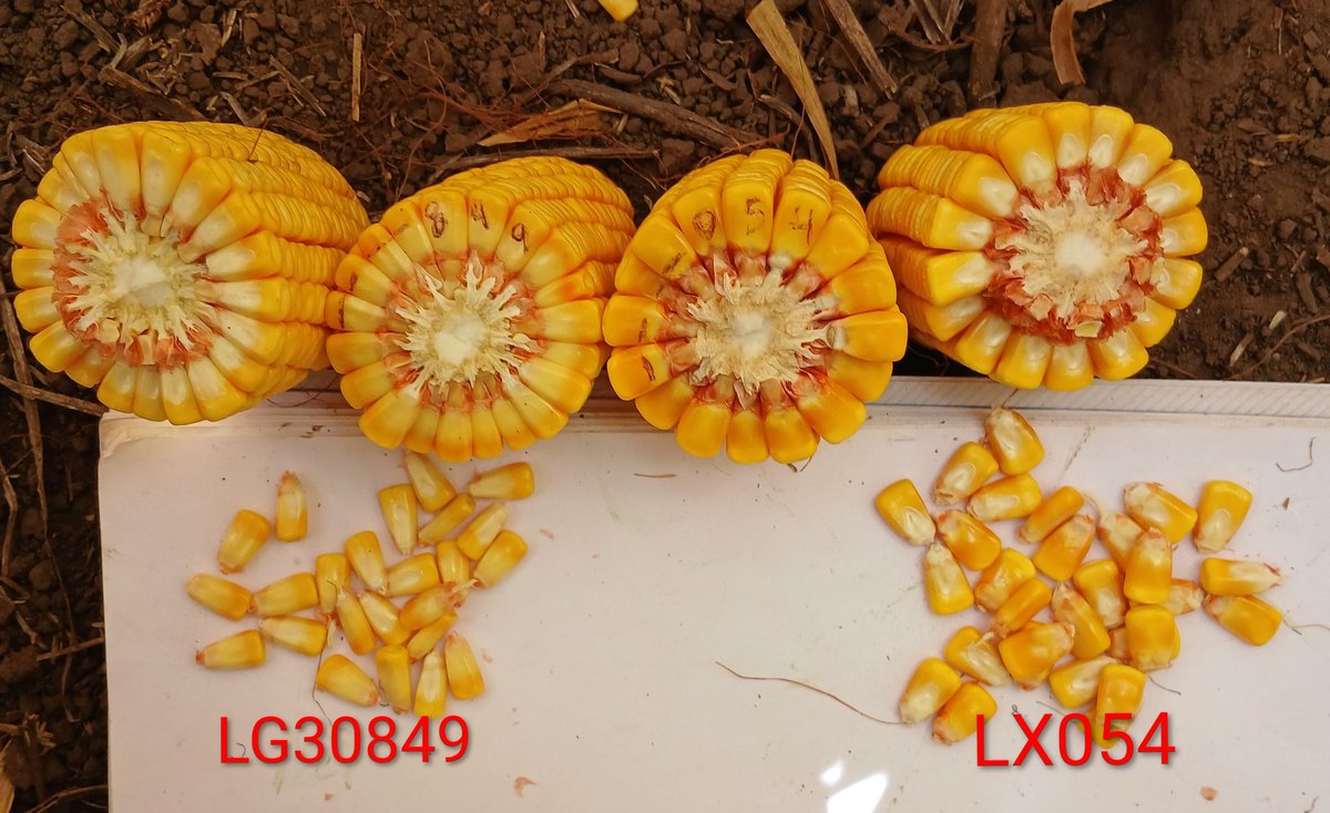 Hector Chaves tweet media