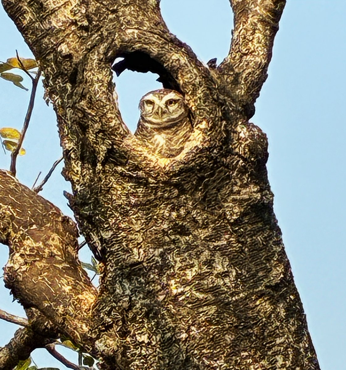 Prachi Mehta @wildwise tweet media