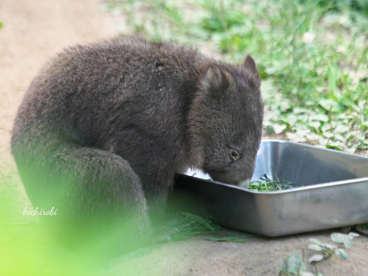 kikichirobin's tweet image. かわいいコウくん……

　#コウ　#コウくん　#kou　#ko #コウ君大好き　#ありがとうコウ君　#五月山動物園 　#池田市　#ウォンバット　　#wombat　#wombatlove　 #satsukiyamazoo