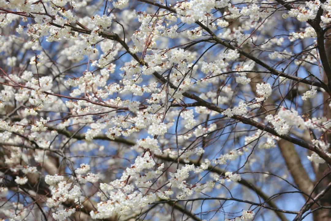 BeautyJiangxi's tweet photo. Beautiful Jiangxi: The 19th Cherry Blossom Themed Tourism Event has opened at Huangma Phoenix Valley, inviting visitors to admire blooming cherry blossoms and vibrant spring scenery. https://t.co/Gegu0nYVQT