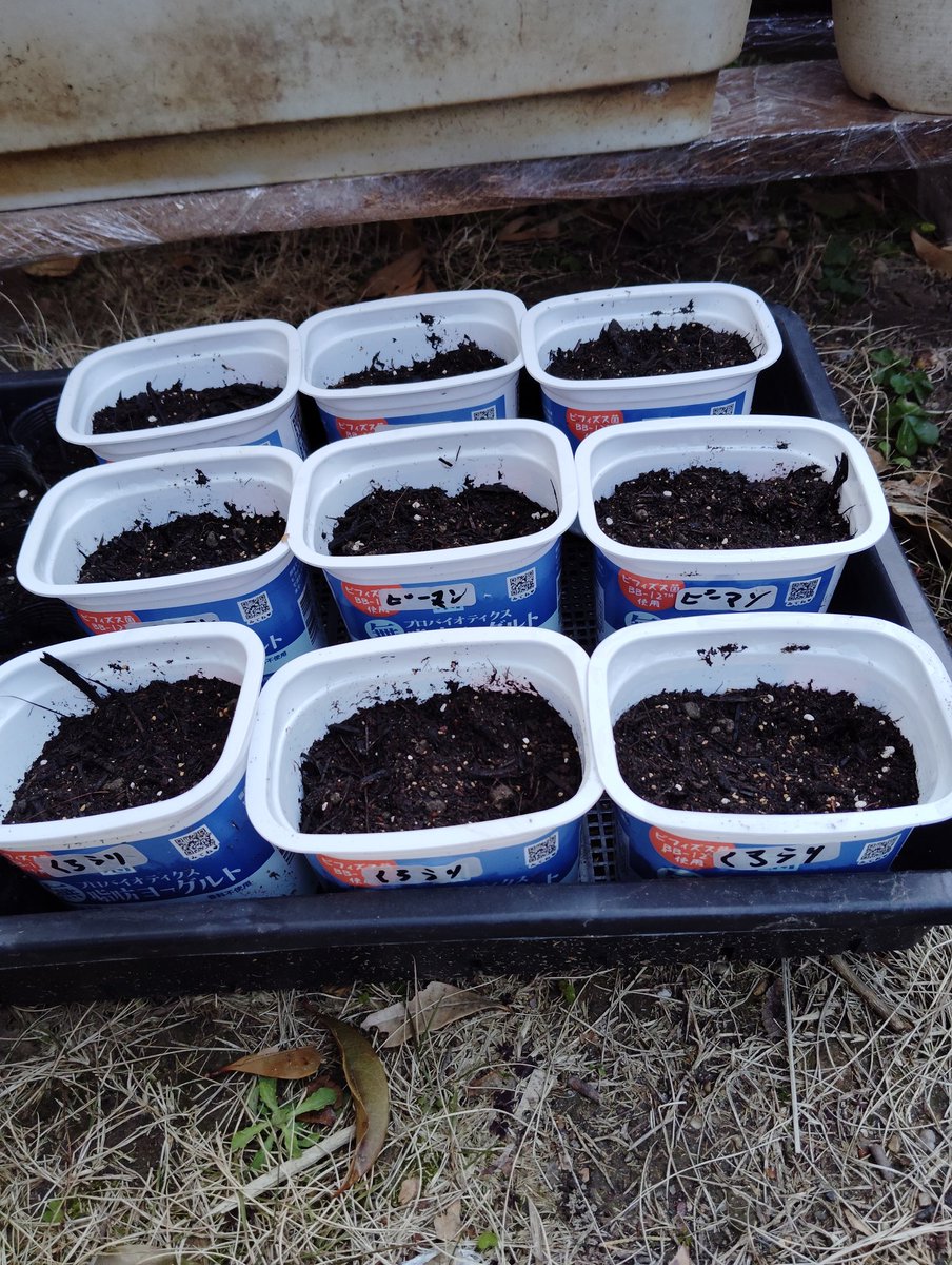 おはようございます😊
今日の朝の名古屋の天気晴れです😊
気温4℃
種
シシトウ、巨大ピーマン、クロウリ
種まきしました。

今後種まき予定
スイカ、トマト、ナス、インゲン豆
キュウリ

大相撲
熱海富士
優勝目指して頑張れ〜

#野菜#春#種#スポーツ#国技#相撲#