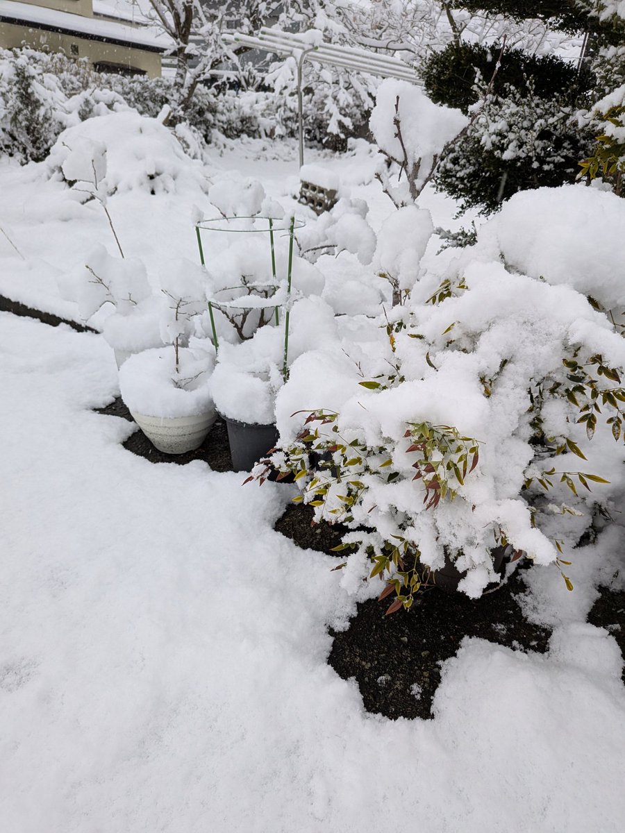 起きたら雪やばぁ…………
しかもまだ降ってるし……