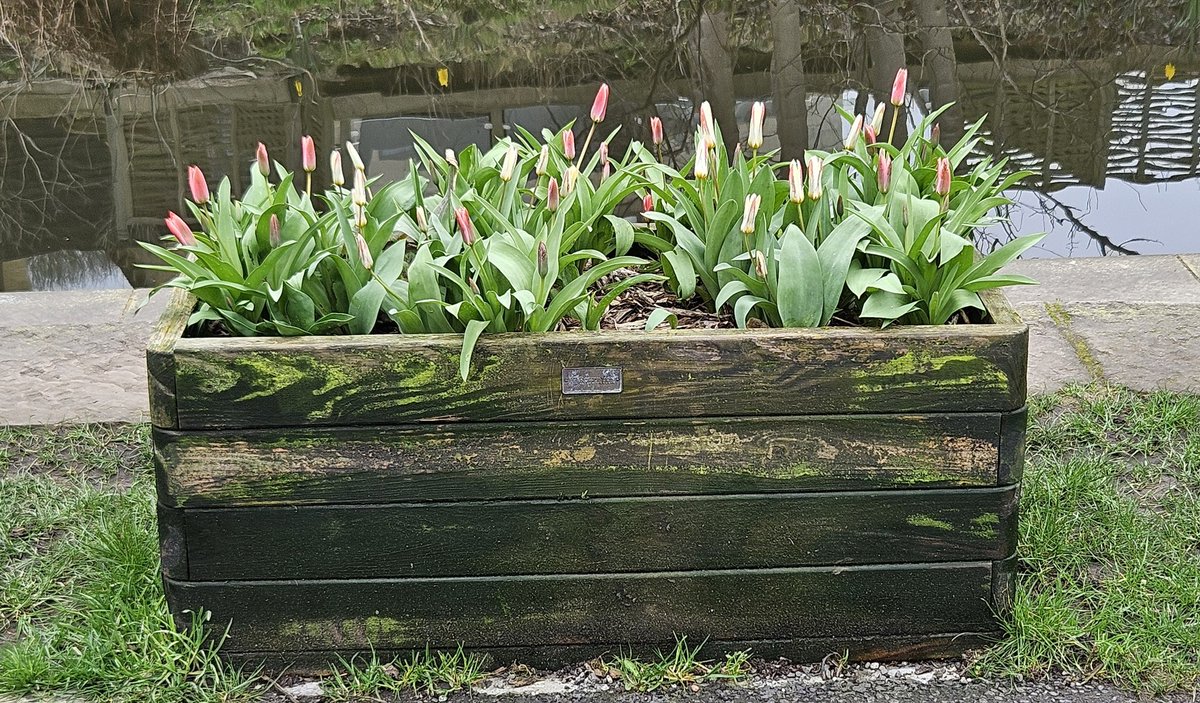 barbmilne's tweet image. A tub of tulips, canal side #Slaithwaite @GardensHour #GardensHour