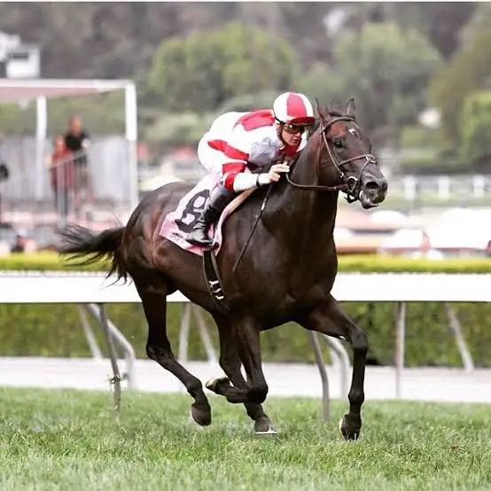 DostyaAK's tweet photo. BRAZILIAN TRIPLE CROWN WINNER
MOVED TO AMERICA TO CONTINUE RACING
CONTRACTED LAMINITIS DURING THE TRIP
LAMINITIS IS EXTREMELY DEADLY TO HORSES
PEOPLE WERE SURE HE'D DIE
SURVIVED
WON ANOTHER G1 IN THE US

THE ONE AND ONLY:

🇧🇷🔥🇧🇷🔥BAL A BALI 🇧🇷🔥🇧🇷🔥 https://t.co/GonJCxXjqu
