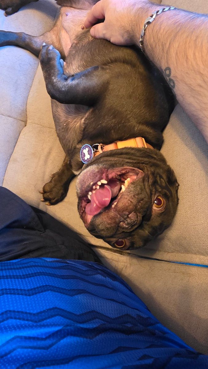 BozzerGJ's tweet photo. @LynnParsonsUK the image of pure unconditional love when come home from work.... no matter how hard the day was this little beauty Bitsy can make me forget it. https://t.co/DrwdrUjPJQ