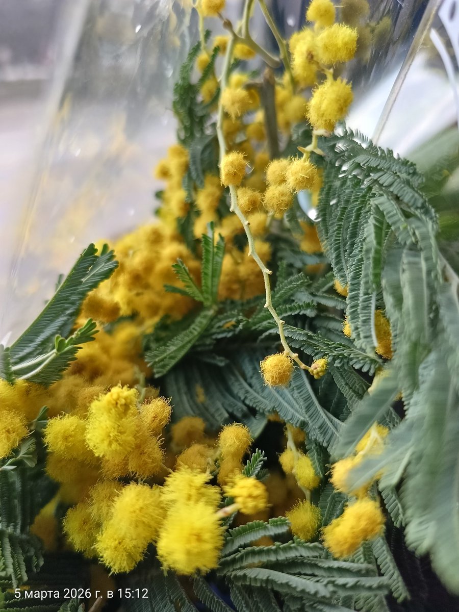 Раньше цветы вызывали такое невероятное датское ощущение радости. Просила даже тех с кем общаюсь,присылать мне фото первых весенних цветов...Это было шесть лет  назад.

Сейчас всё стало таким... Бессмысленным.Пустым.Даже цветы не радуют.Ничего не радует и ни в чем не вижу смысла