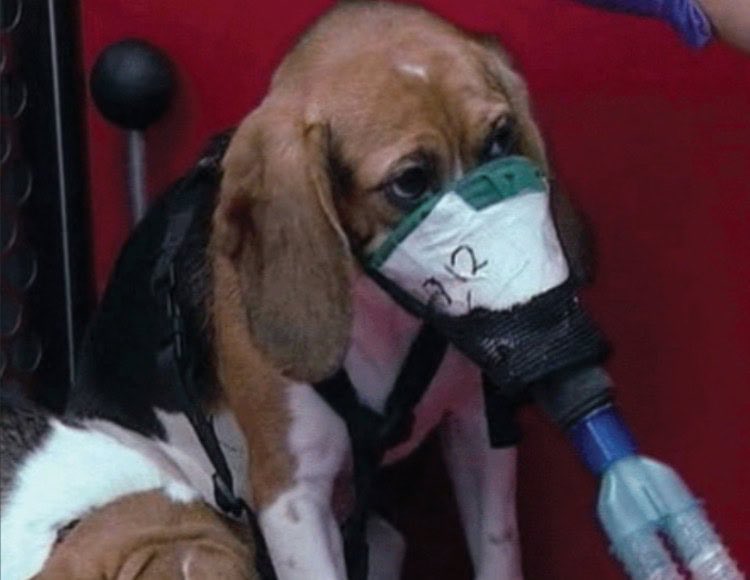 JustinRGoodman's tweet photo. MAHA leaders in the Trump Admin said they’d end funding for Big Pharma.

Instead, the NIH is still wasting our tax dollars to pay drug companies to this to dogs. https://t.co/aZXn8c051b