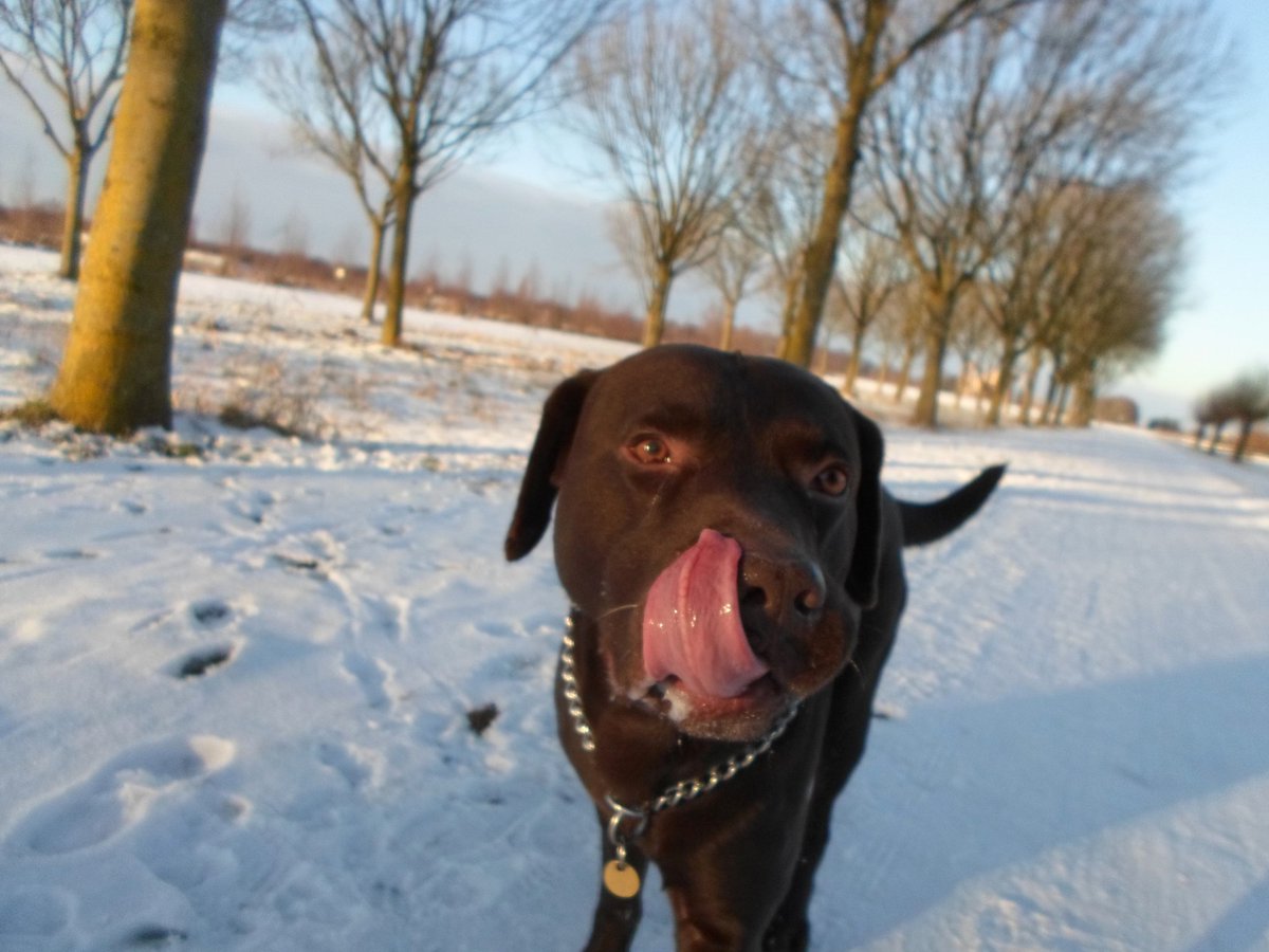 Densaar's tweet photo. @dog_rates What a beautifull dog.

This is Densaar (2005 - 2018)
I still miss himm. https://t.co/joCxhA47Yn