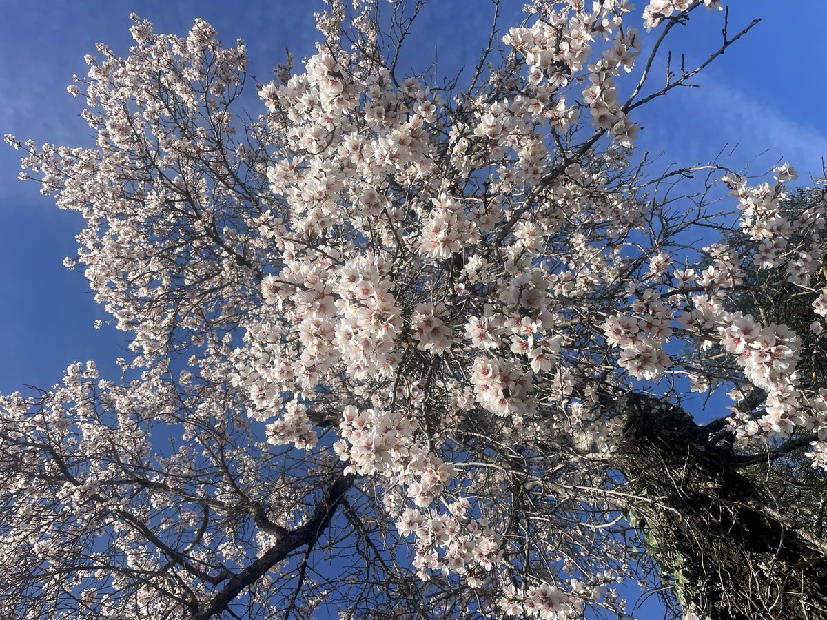 NExSpain's tweet photo. Almond Snow.  Here comes spring. The almond trees say so. #springflowers #almondflower #naturelovers #SpainTour #privatetour https://t.co/uGqp9mLLQl
