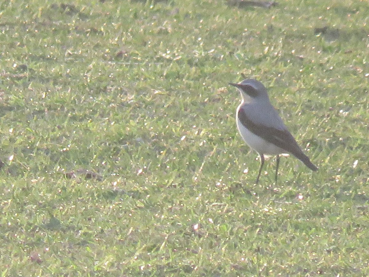 Peter Garbutt tweet media