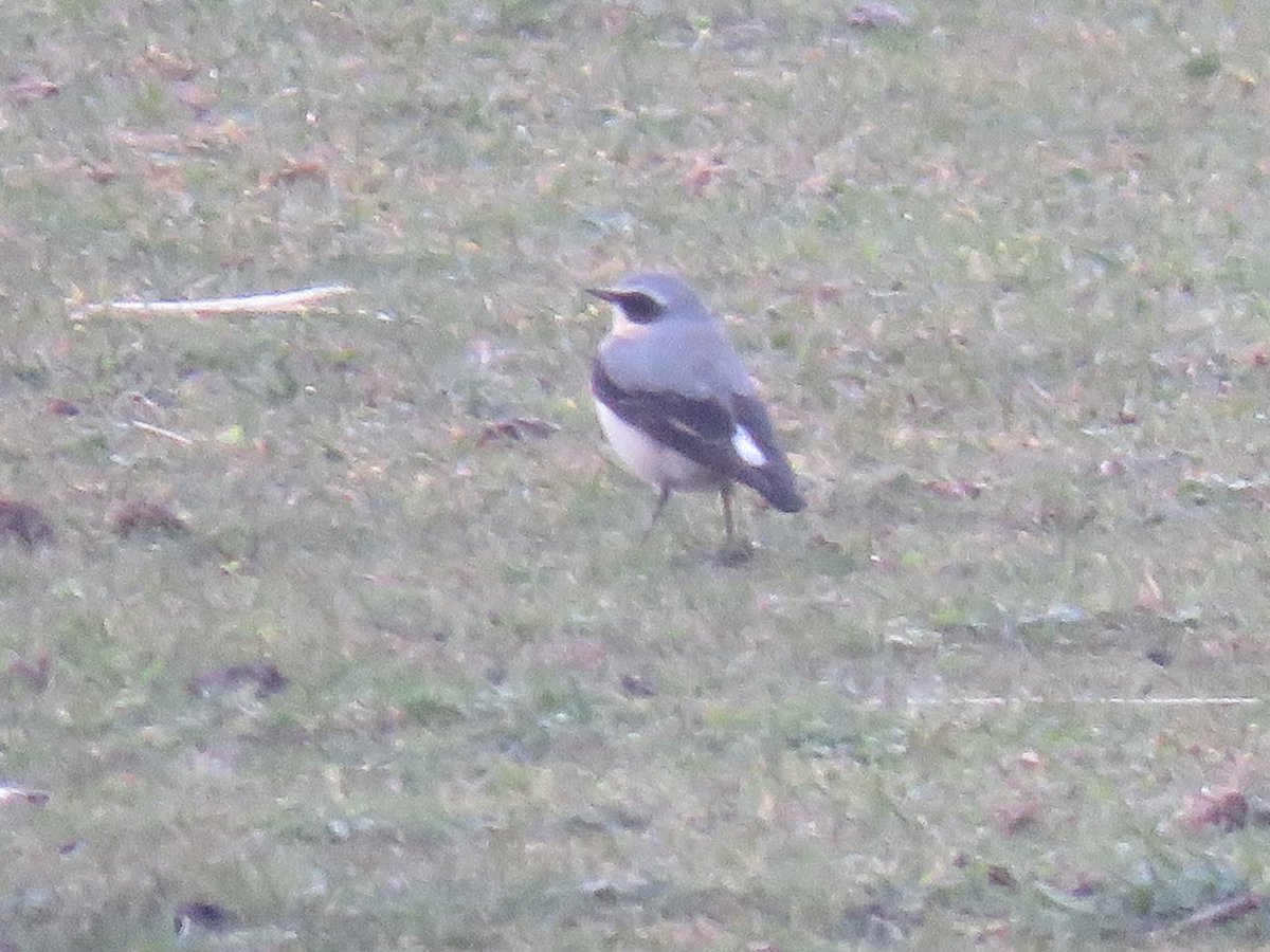 Peter Garbutt tweet media