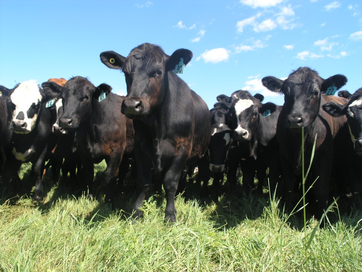 Manitoba Agriculture tweet media