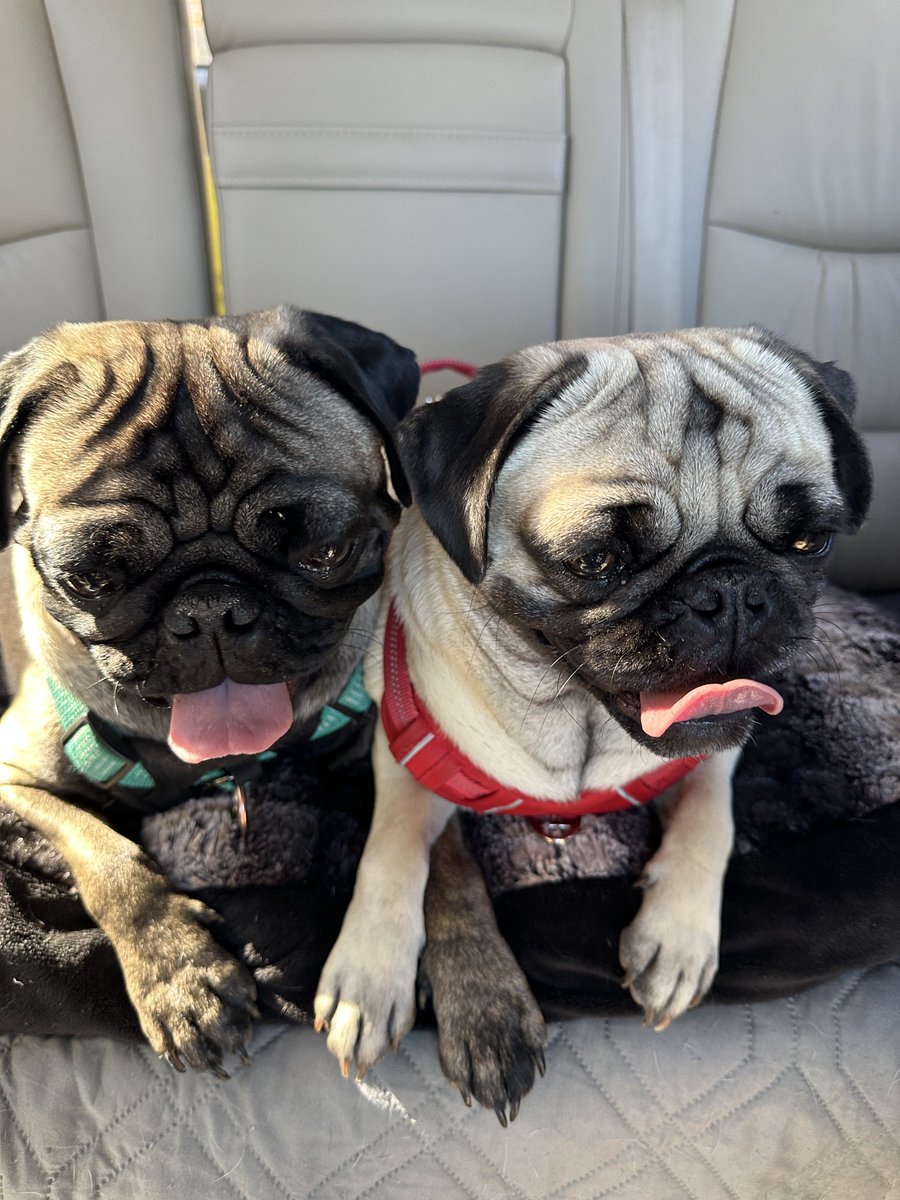 KristinaJulia2's tweet image. Reagan &amp;amp; Mellie enjoying the nice weather, finally.  
They are holding hands 🤣
#Pug #Pugs #Dogs #Dog #Pets #Rescue #Spay #Neuter