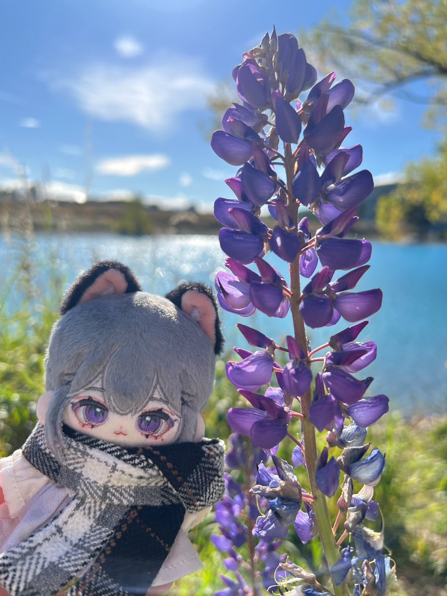 桔香梅綠 tweet media