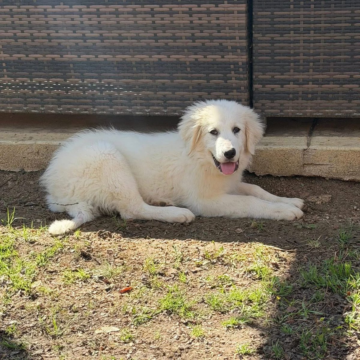 RevaliTheBerner tweet media