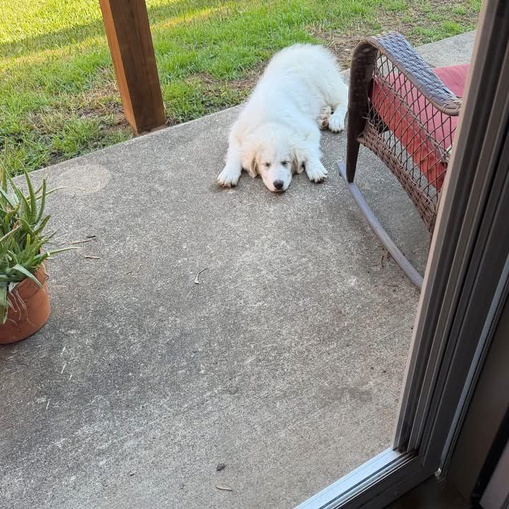 RevaliTheBerner tweet media