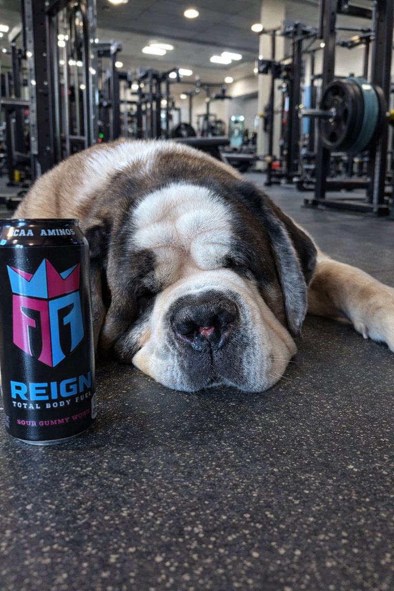 drago_saint's tweet photo. The Big Dog needed a little pick up and of course had to get a Reign #Reignbodyfuel @ReignBodyFuel https://t.co/6WfBQ0OM4T