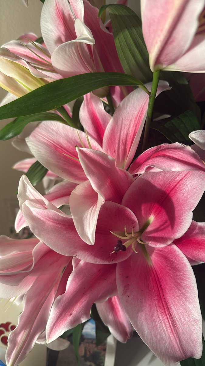 لِيَـان tweet media