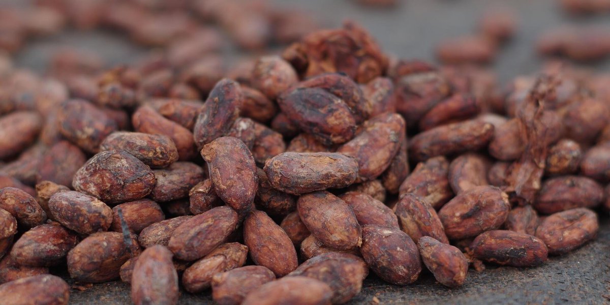 Alianza de Bioversity International y el CIAT tweet media