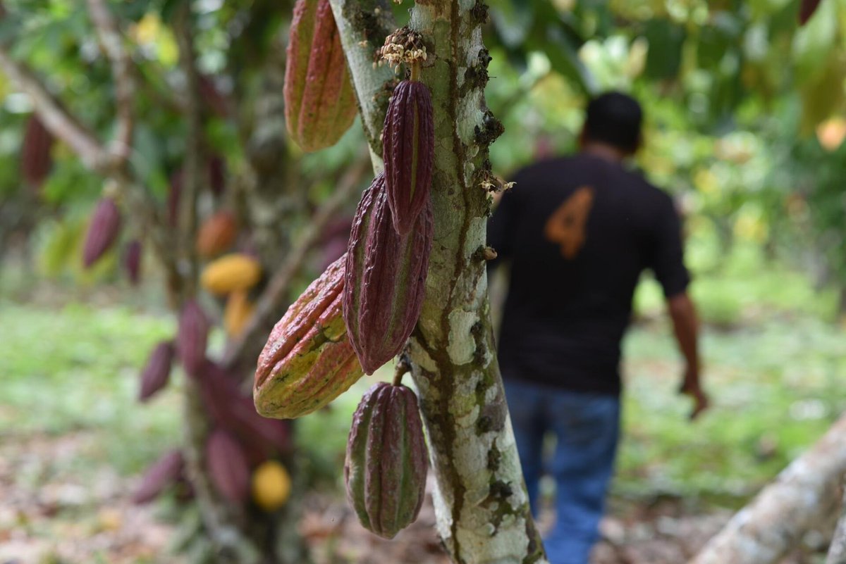 Alianza de Bioversity International y el CIAT tweet media