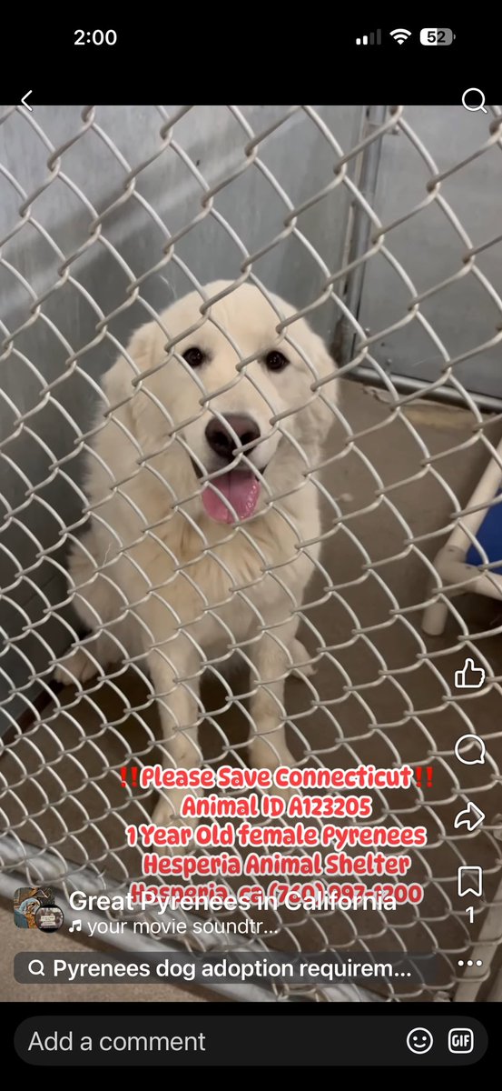 RussianBerner's tweet image. Can you help this sweet 1yo  #GreatPyrenees girl Connecticut in Hesperia, CA ?! 

“‼️AT RISK 1 YO PYRENEES‼️
Hesperia Ca 

Meet Connecticut🐾
Animal ID A123205 
1 YO Female Great Pyrenees

Poor Connecticut thought she had found her forever family, but was returned after two days