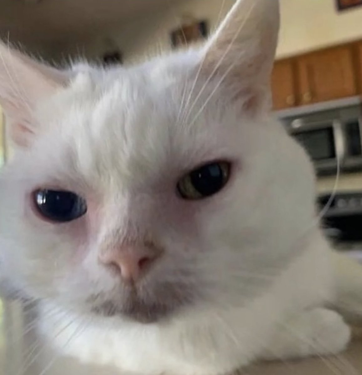 No Context Cats tweet media