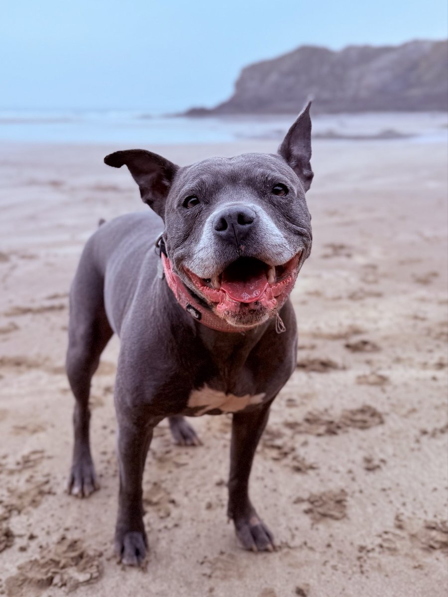 IsaMary2021's tweet image. This is my happy face 🤩🩷🩷
#IsaMary #CuteDogs #HappyPlace #Beach #LittleHaven #Wales 🏴󠁧󠁢󠁷󠁬󠁳󠁿❤️