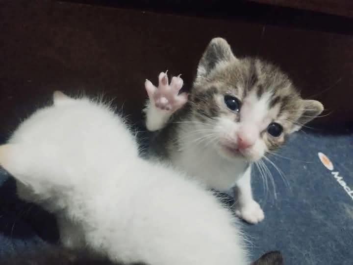 Quero quatro petiscos