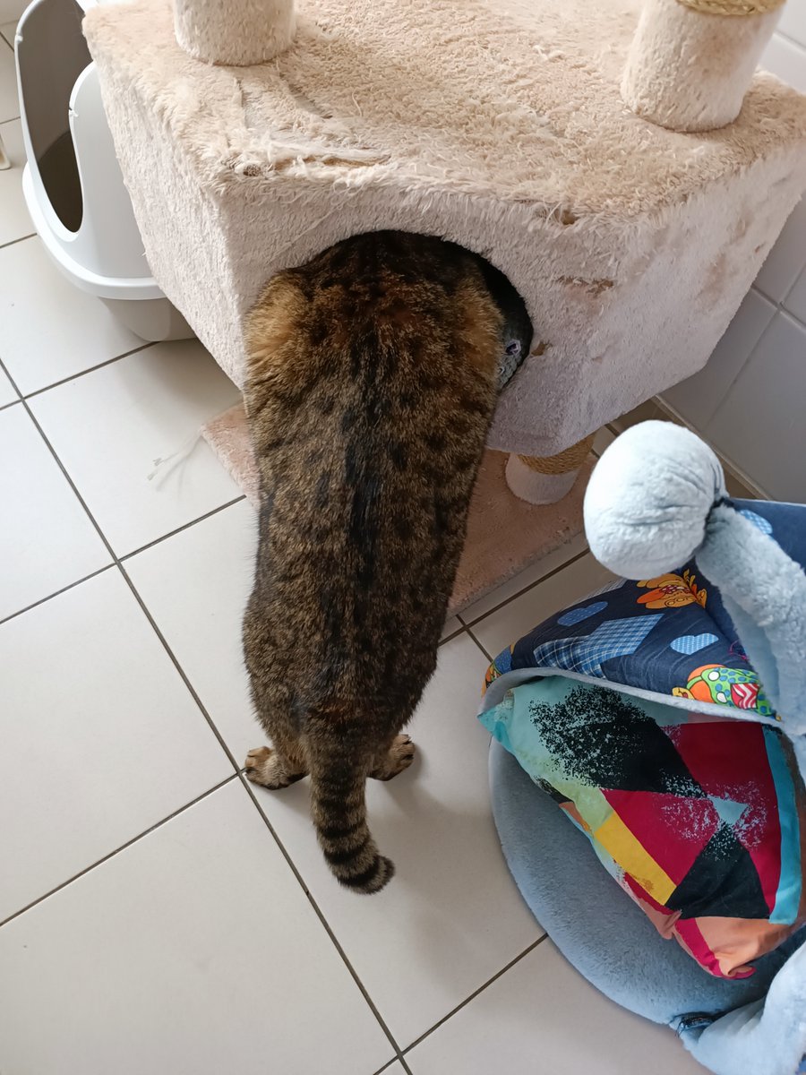 David GRESSIER tweet media