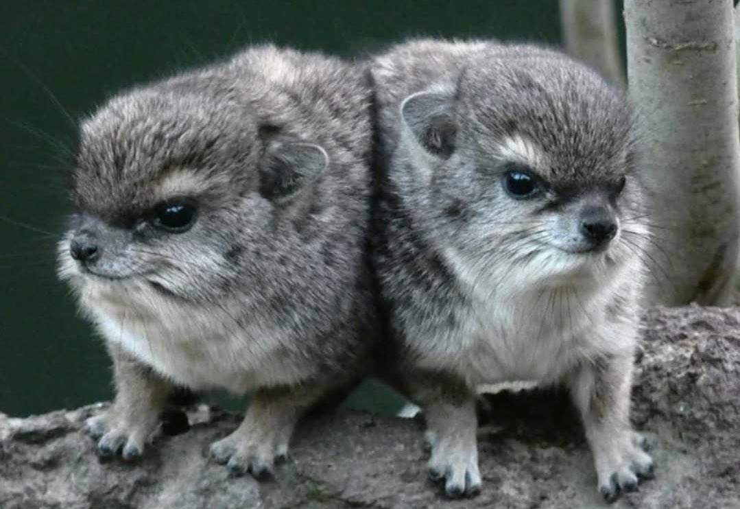 bush ⊹ tweet media