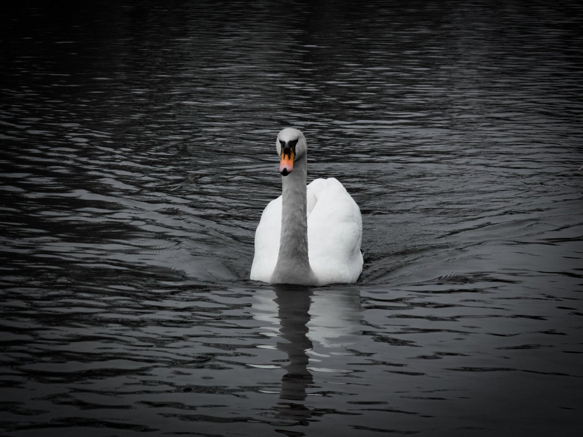 Swan. Lake.

#BalancedBeauty  #ShotOnSnapdragon 
 <a href="/Snapdragon/">Snapdragon</a> <a href="/Snapdragon_UK/">Snapdragon UK</a> 
#SnapdragonInsiders #SamsungGalaxyS25Ultra #TeamGalaxy 
 <a href="/SamsungMobile/">Samsung Mobile</a> <a href="/SamsungUK/">Samsung UK</a>