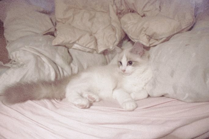 ₊ ♡ .. 子猫、𝘈𝘯𝘯𝘢-chan.🐈⬛🪽 tweet media