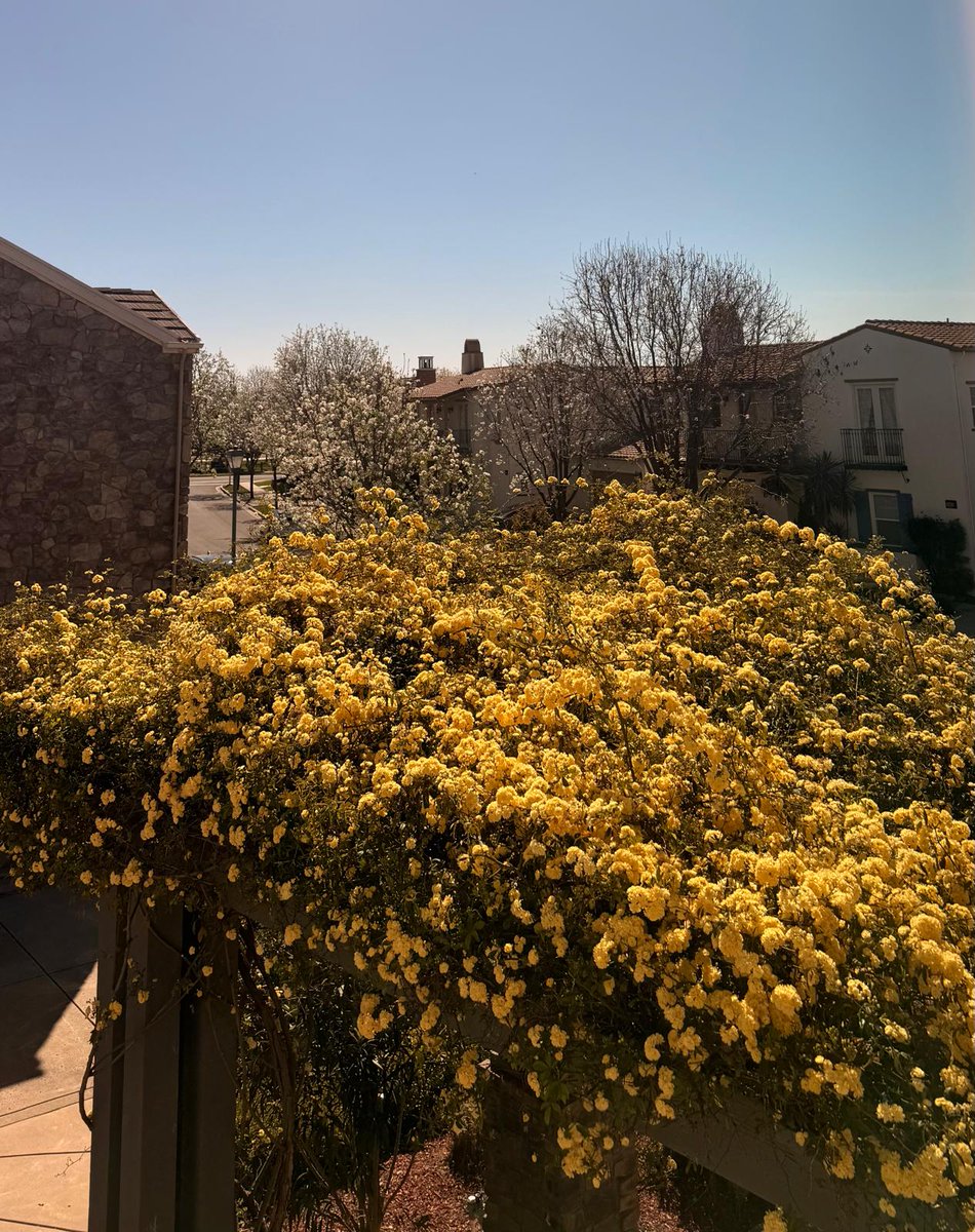 tax_she's tweet image. #Springseason outside my window. #Tax season inside my window. While the trees bloom in silence,  sit with numbers and stories of lives. Every season asks something from us. This one asks #patience.  #TaxSeason #solopractioner