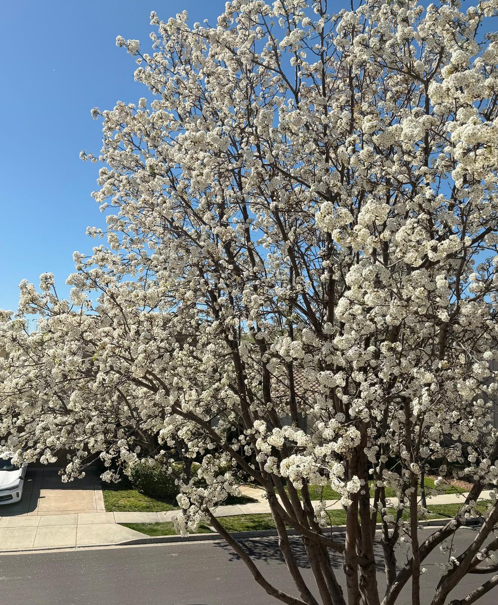 tax_she's tweet image. #Springseason outside my window. #Tax season inside my window. While the trees bloom in silence,  sit with numbers and stories of lives. Every season asks something from us. This one asks #patience.  #TaxSeason #solopractioner