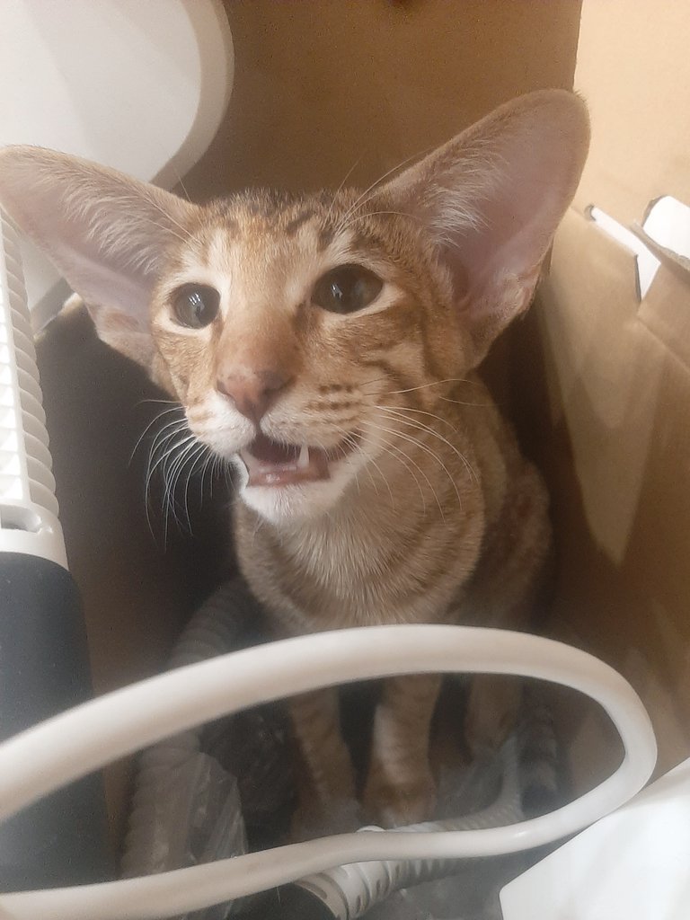🐱🧛‍♀️; зачем спать в удобной лежанке, если есть коробка из под швабры
