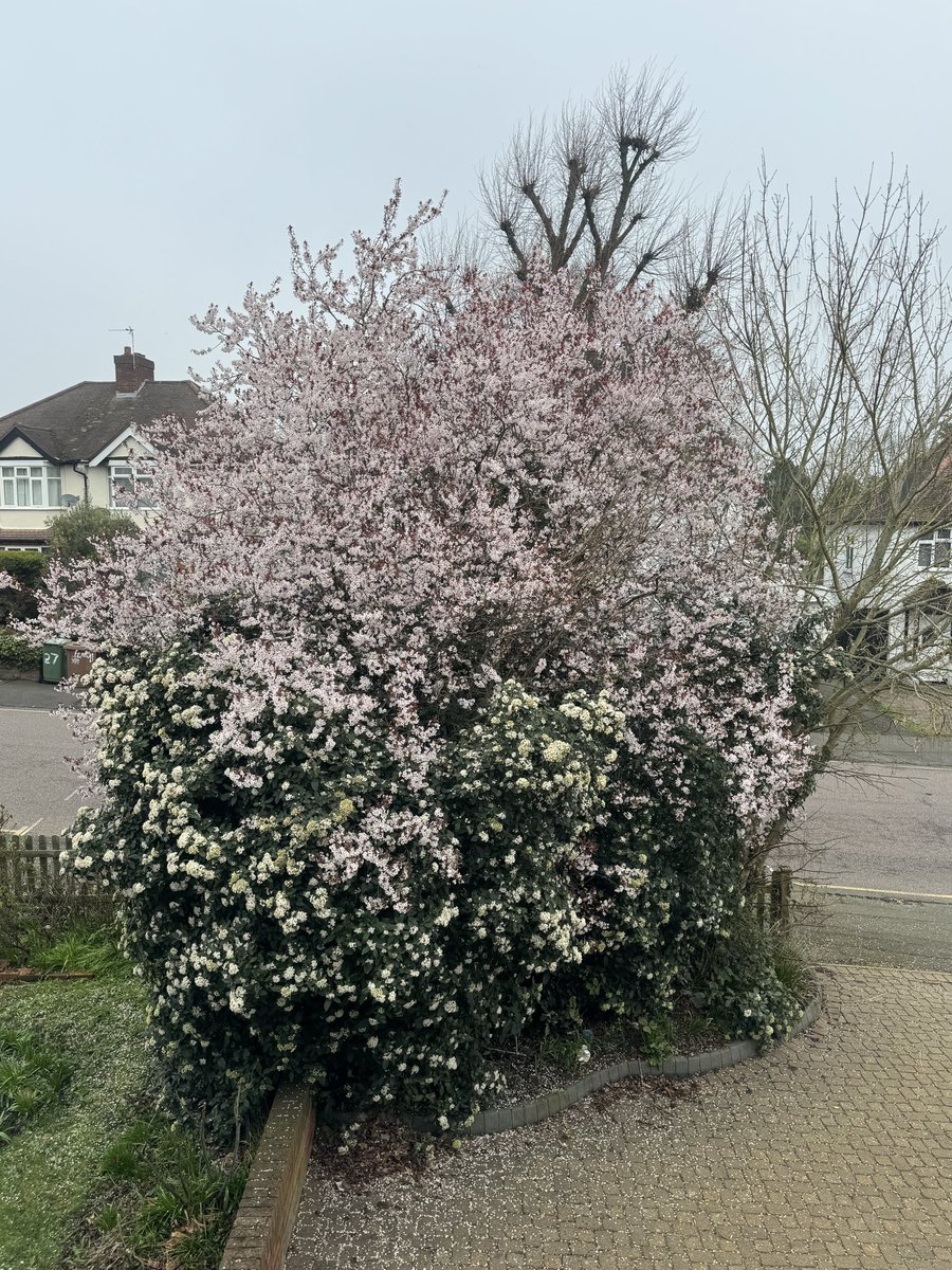 When I had a new drive, I left a corner untouched. It’s the only ‘wild’ bit on my street, most front gardens have been completely paved over. I like to think of it as little sanctuary for wildlife, despite endlessly being asked if I need help to tidy it up/chop it down!