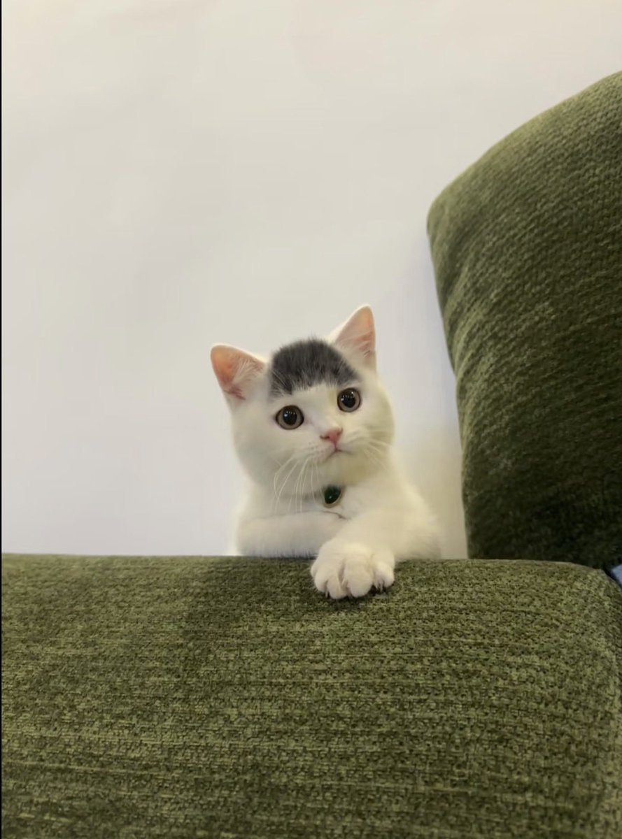 💖 (@twaniimals) on Twitter photo 