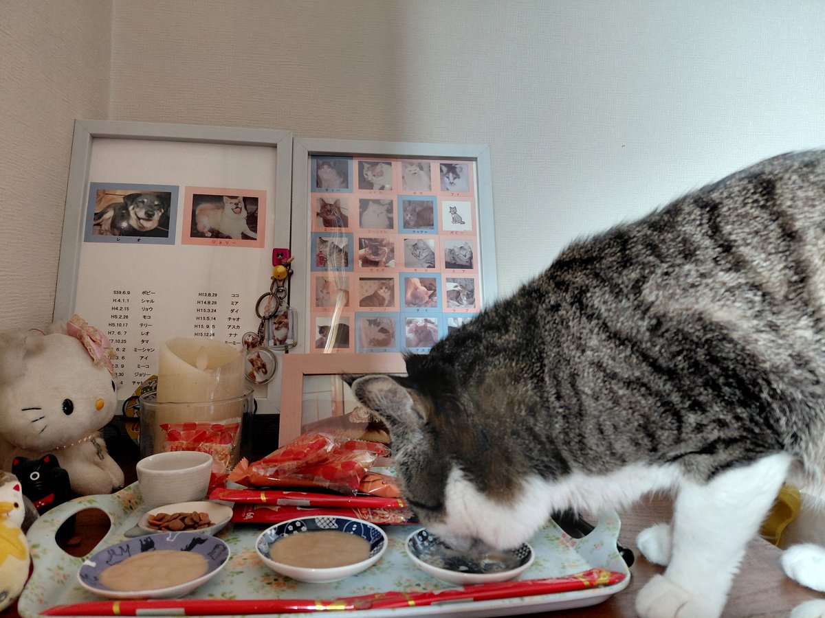寝ていたから安心して🚪閉めずにいたら・・
食いしん坊は、鼻が利く😵‍💫

昨日は😺の命日だったので目を閉じながらお経を読んでいたらピチャピチャと👅
目を開けたら横取り魔😻
想定内のことなので前もって「食べちゃったらごめんね」と謝ってはいたものの、せめて終わってからにして〰️😩