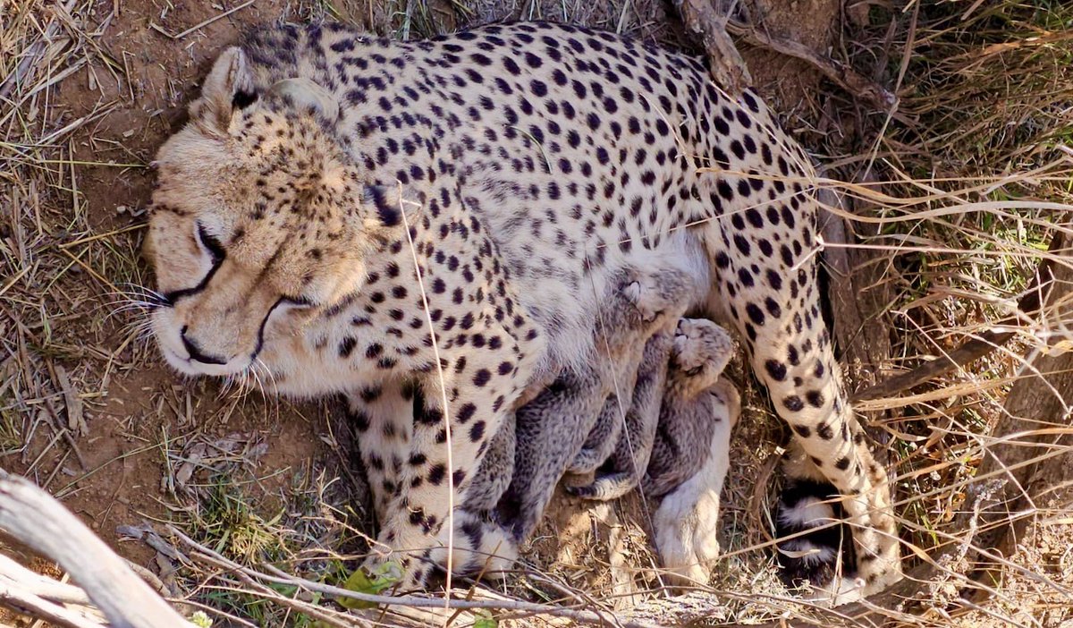 South Asian Herald tweet media