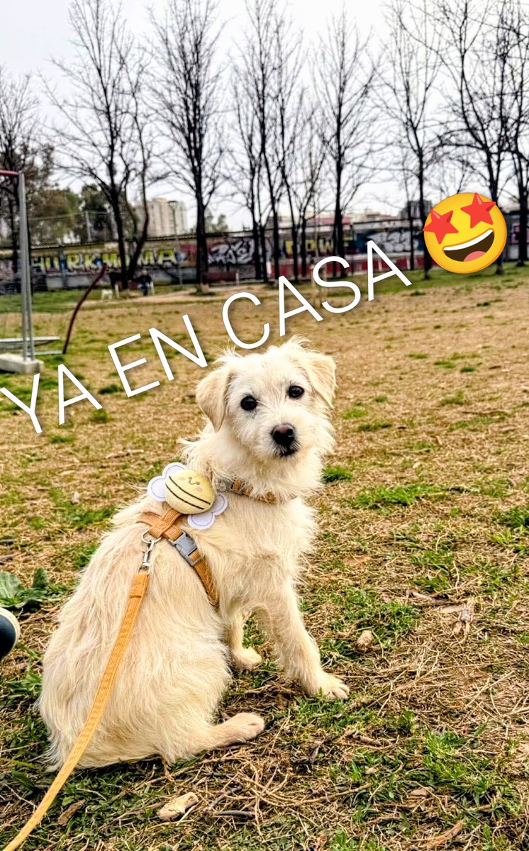 areagossosbdn's tweet image. ⚠️ACTUALIZACIÓN⚠️
SAFI perdido en #NouBarris #Barcelona ya ha sido encontrado 😍
Gracias a tod@s por la difusión
👏👏👏
#XarxaBarcelonaTrobats
#FemXarxa