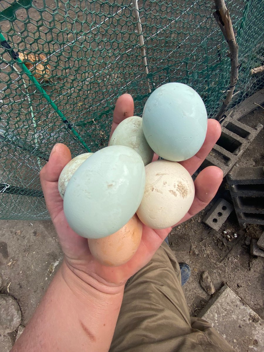 Albert de Eve tweet media